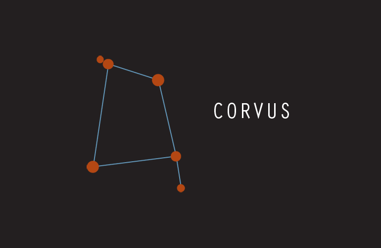 Corvus