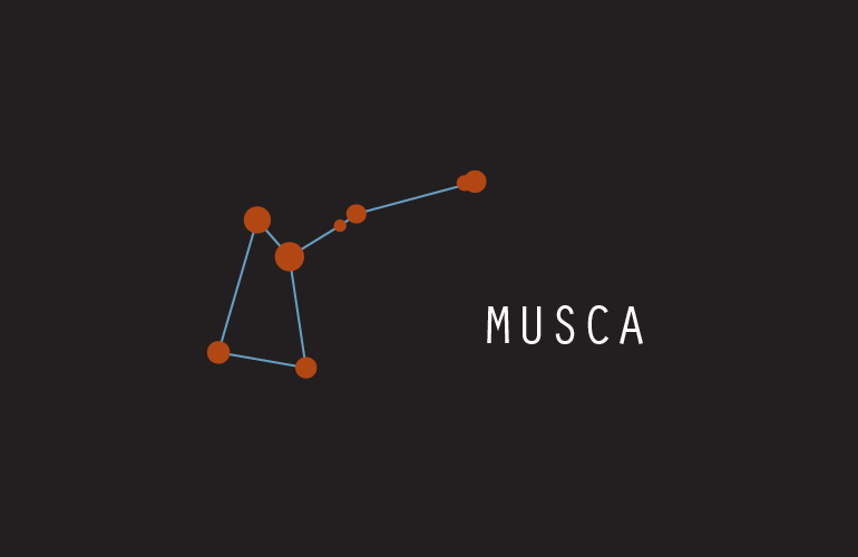 Musca